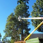 Tree Service Springdale AR 16