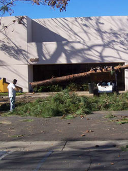 Springdale AR Tree Removal