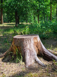 Stump Grinding Springdale AR