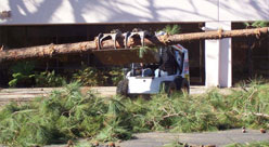 Tree Removal Springdale AR